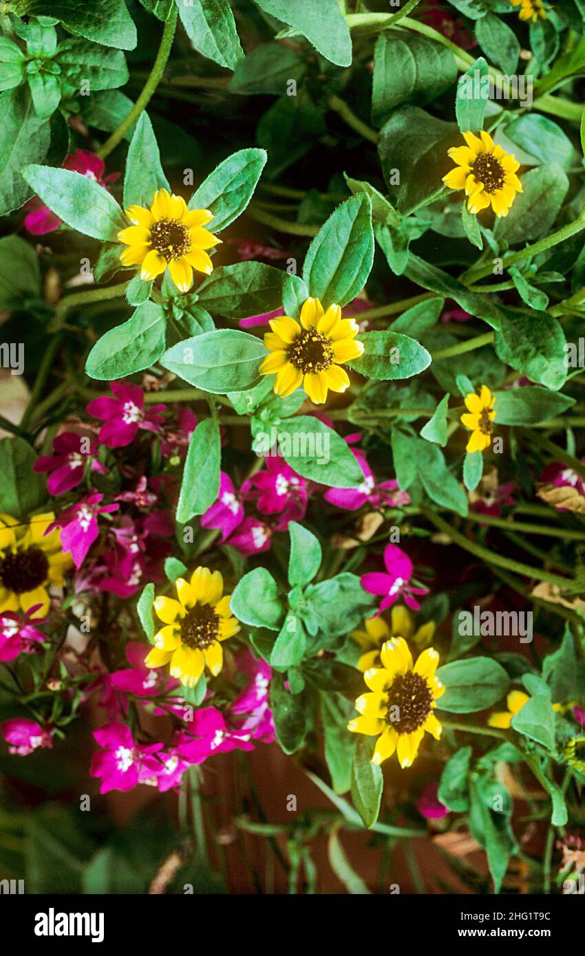 Sanvitalia prucumbens en una cesta que cuelga Un verano que florece el arrastre o la estera que forma anual con las flores amarillas brillantes. También se llama Zinnia crepitante Foto de stock