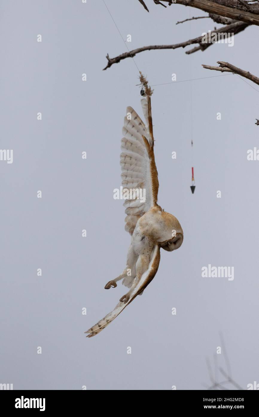 El granero Owl, Tyto alba, murió después de enredarse en la línea de pesca de nailon y el peso que colgaba en el árbol, CA. Foto de stock