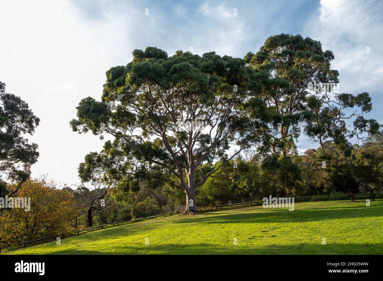 Gran eucalipto en un parque al atardecer Foto de stock
