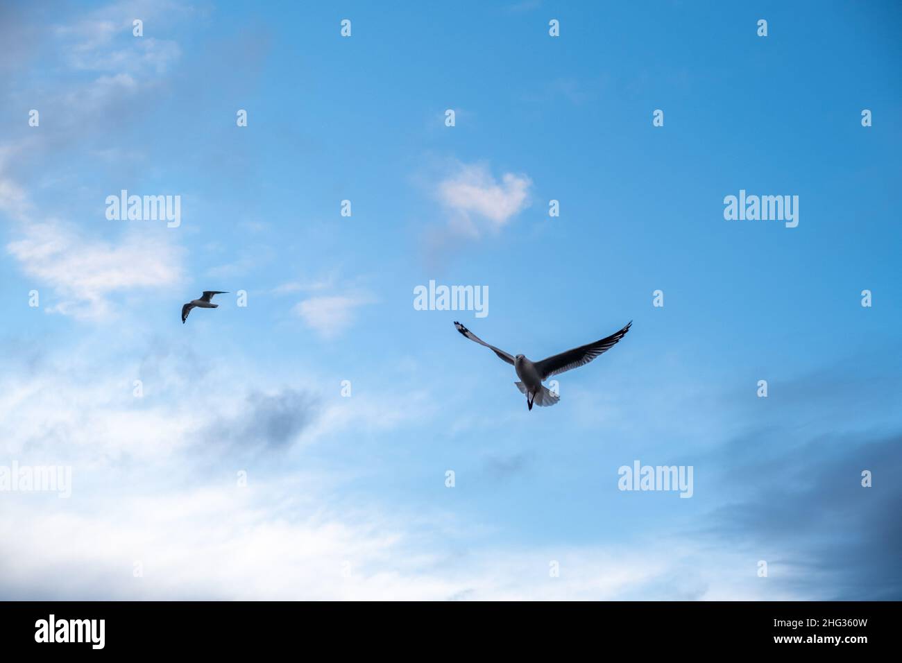 Mirando hacia arriba a las gaviotas volando en el cielo azul al atardecer con espacio de texto Foto de stock