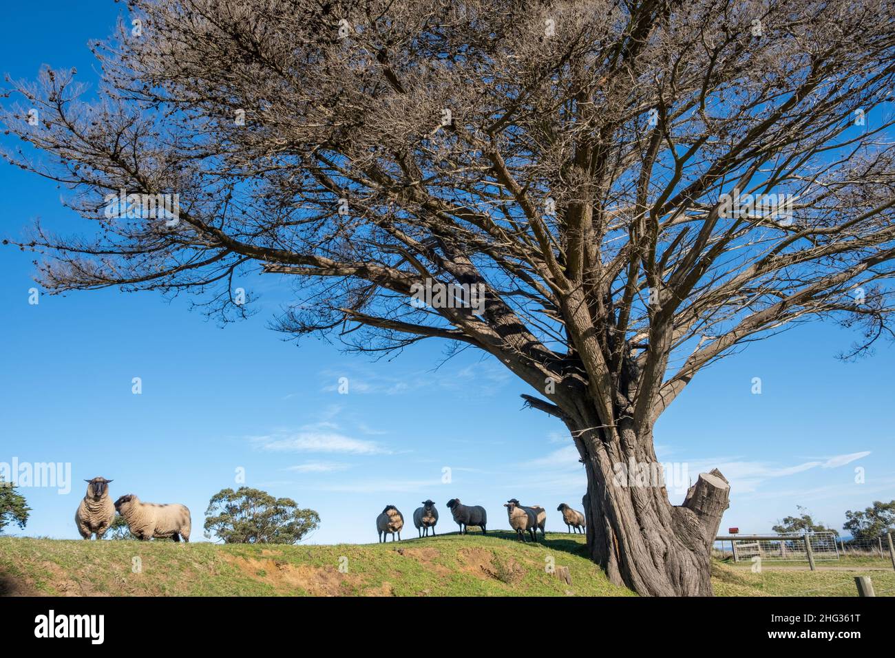 Suffolk Oveja pastando bajo árboles grandes en Australia Foto de stock