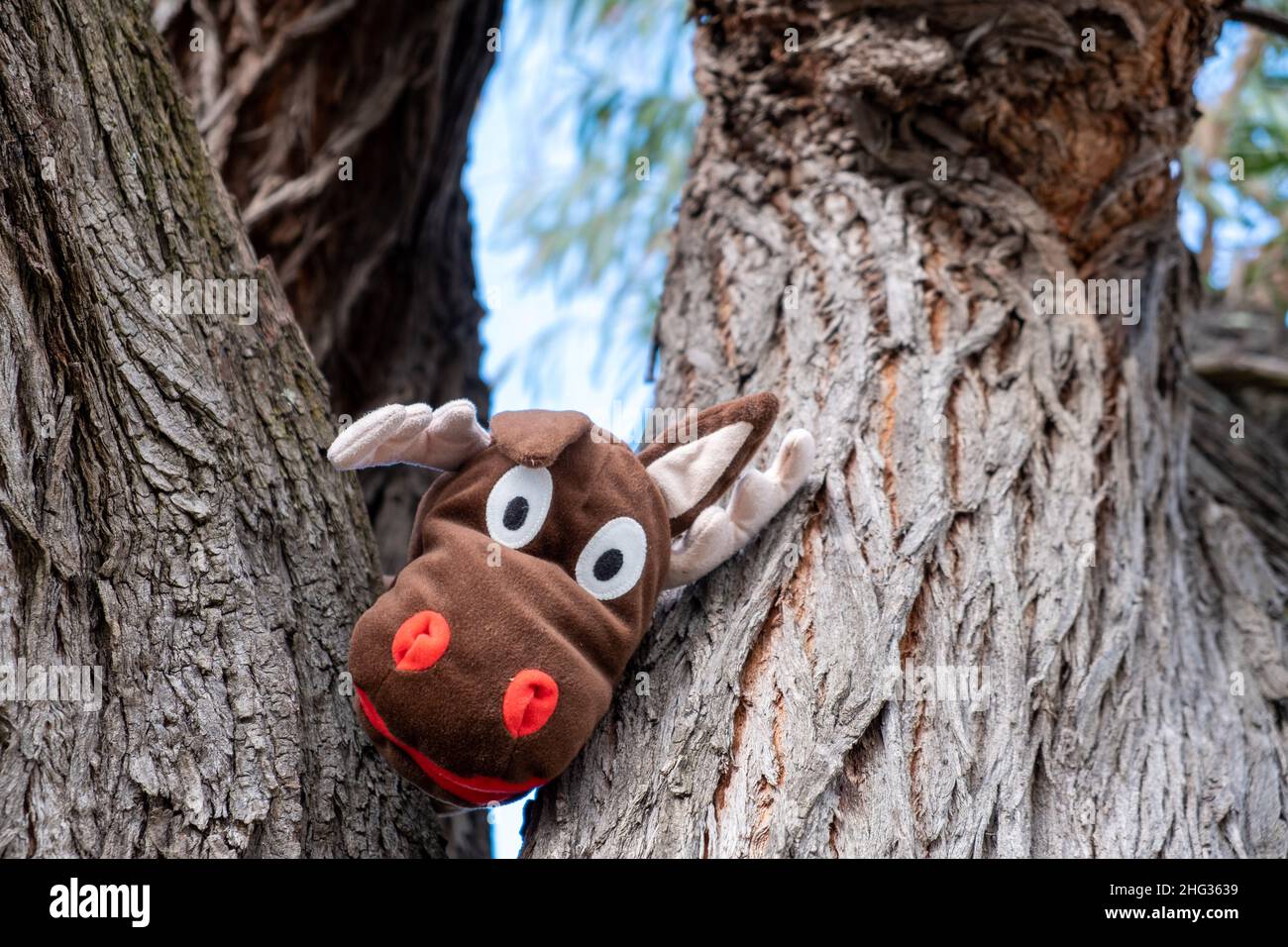 Peluche de peluche Moose que se esconde entre los troncos de los árboles Foto de stock
