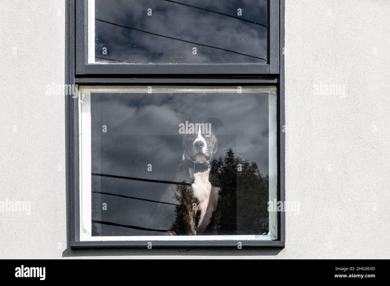 Perro solitario sentado detrás de la ventana y mirando las calles Foto de stock