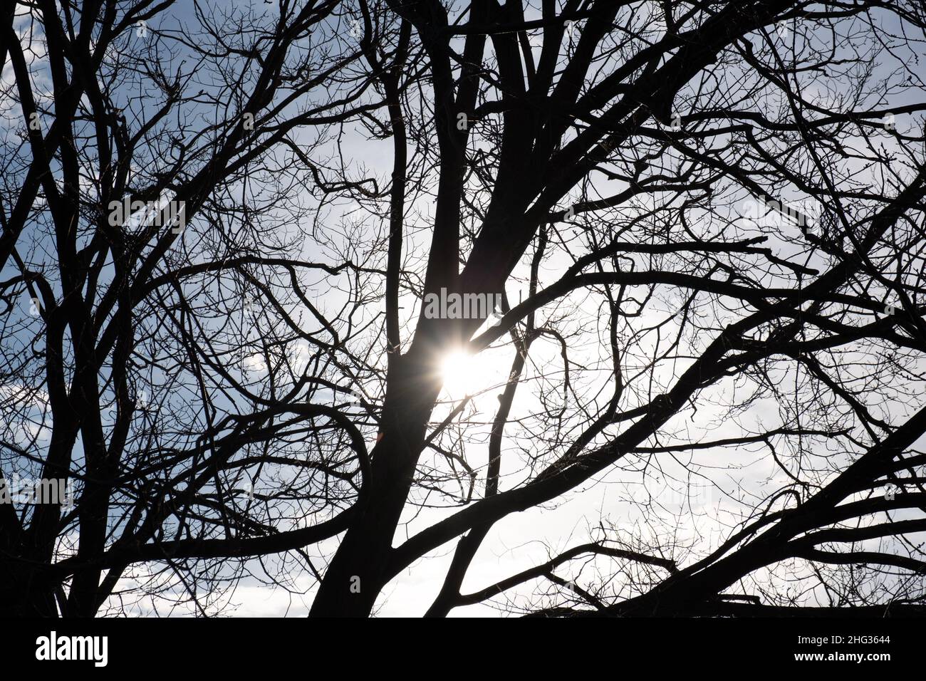 Sol brillando a través de siluetas de ramas de árboles desnudas Foto de stock