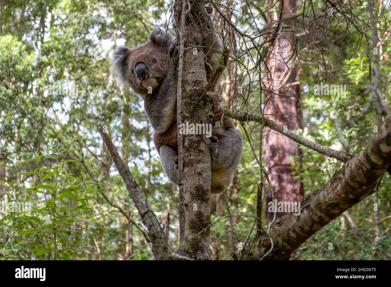 Lindo oso koala en el bosque nativo australiano Foto de stock