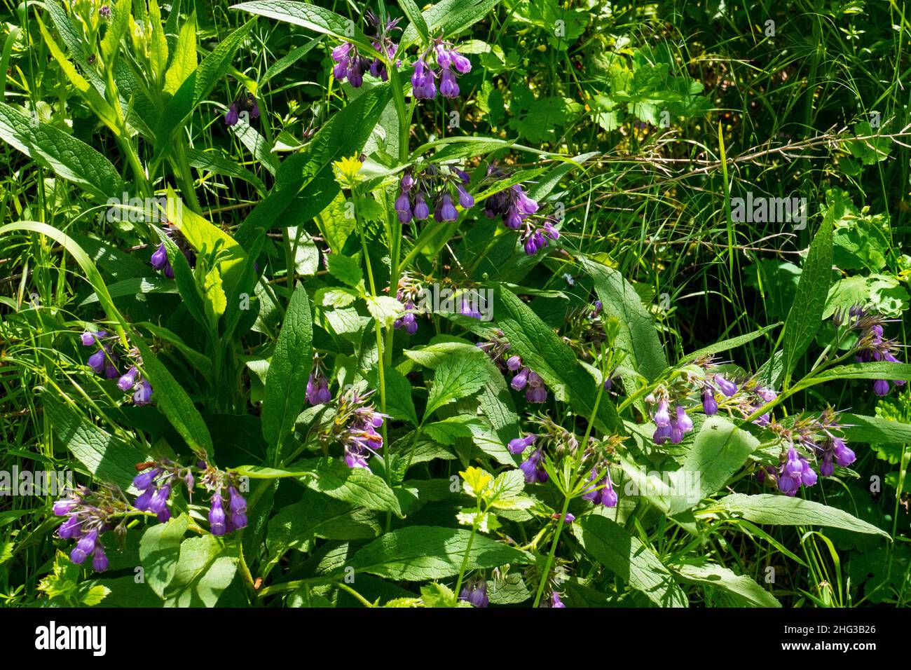 Beinwell Pflanze, mit lila, violett farbener Blüte Foto de stock