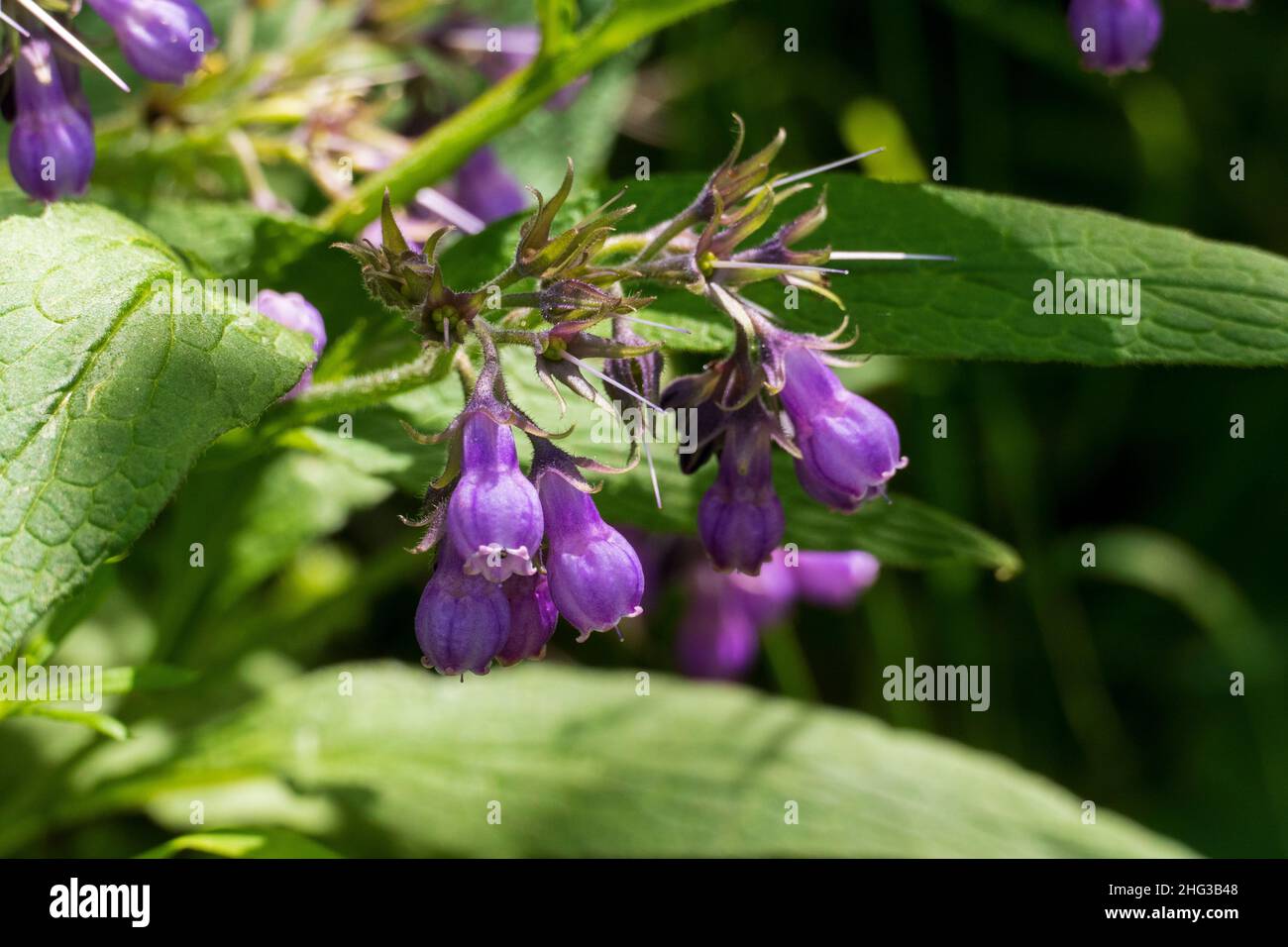 Beinwell Pflanze, mit lila, violett farbener Blüte Foto de stock