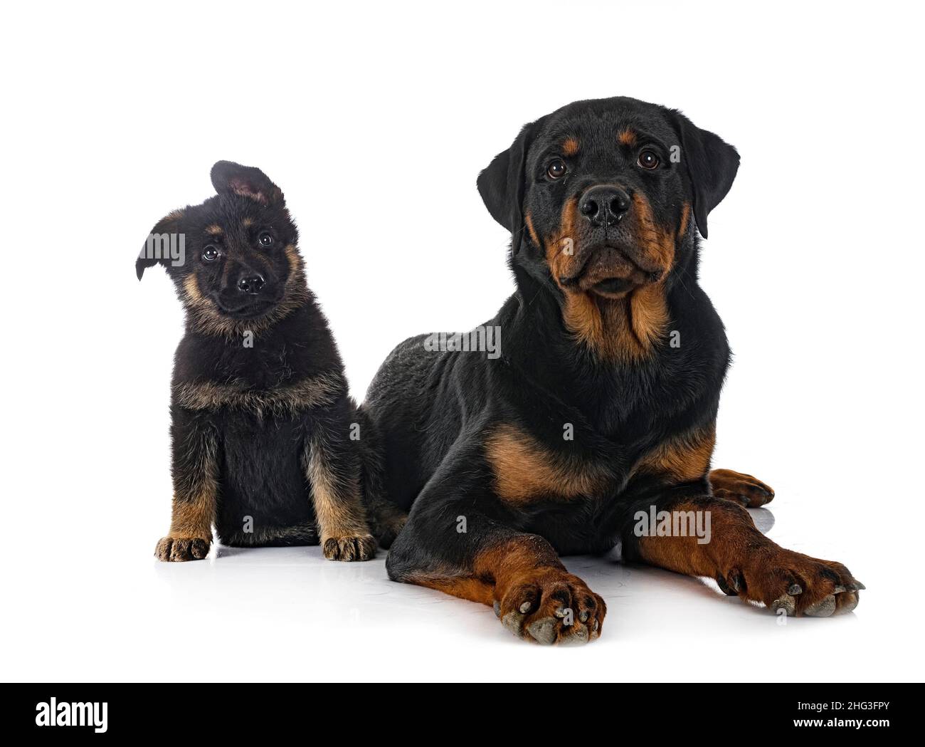 Mezcla De Pastor Rottweiler