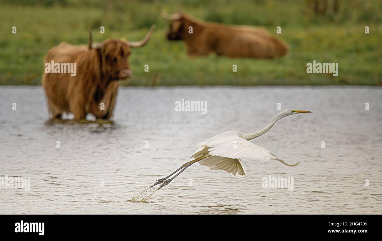 Les oiseaux de la baie de Somme, gran aigrette, espátulas, échasses blanches, cormoranes, garzetas de aigrettes Foto de stock