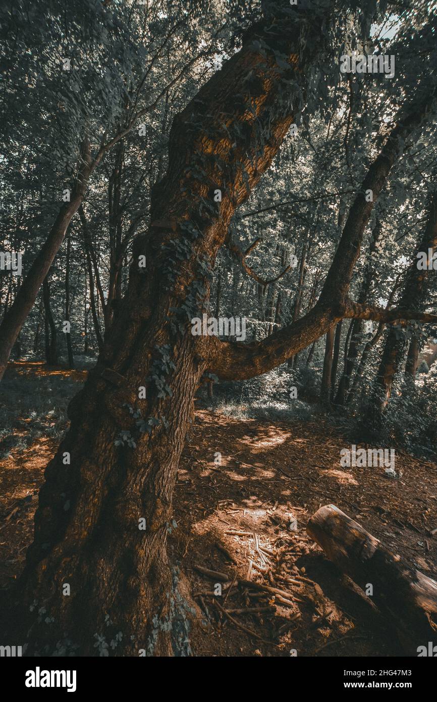 Bosque Realm Foto de stock