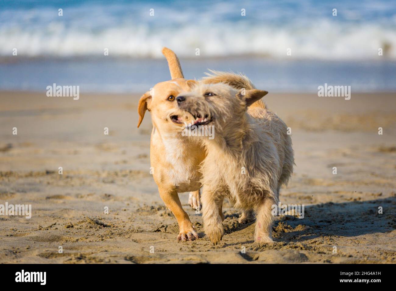 Hermosos perros en la playa de arena de Vietnam tomados en Hoi An Foto de stock