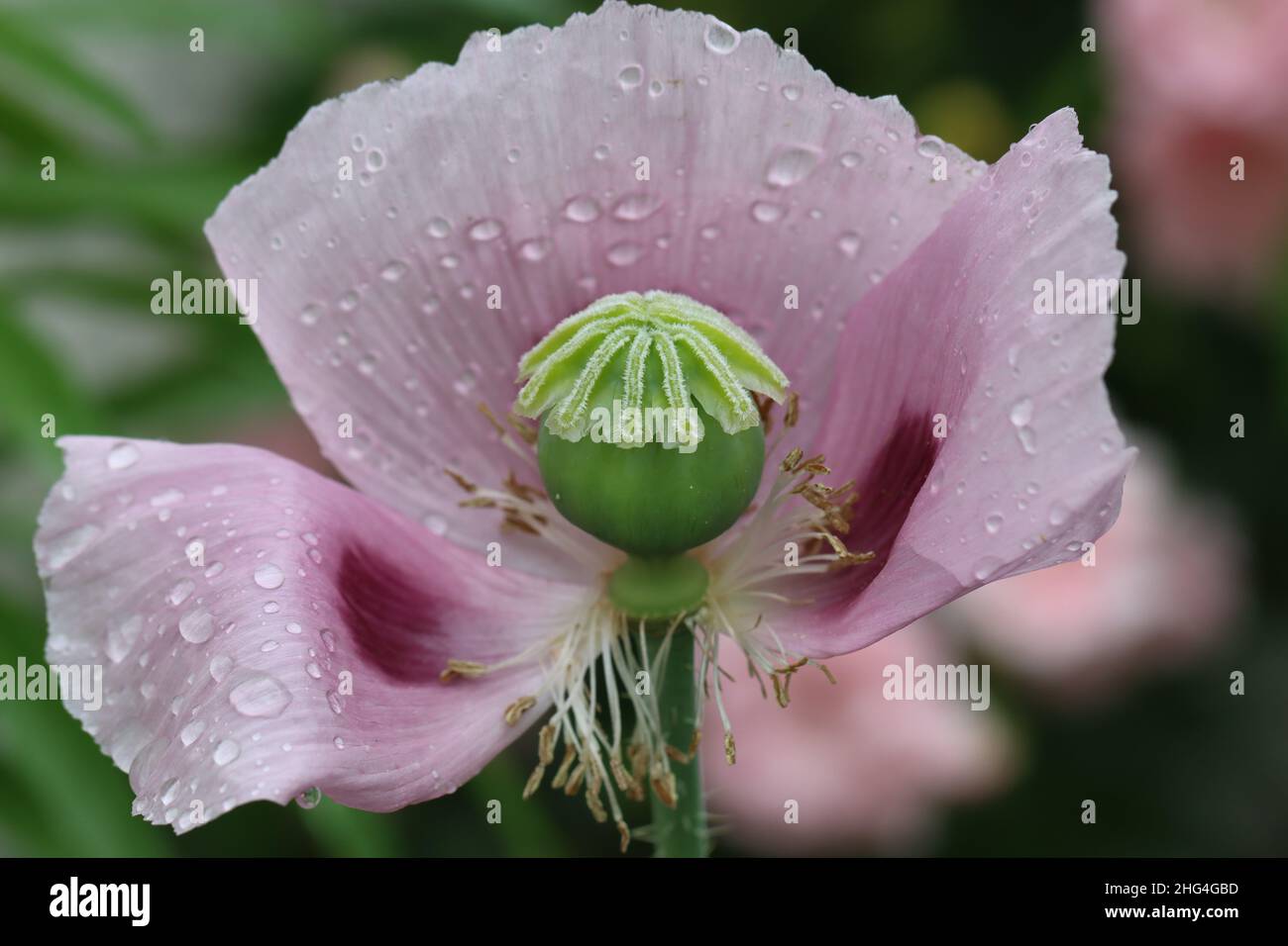 primer plano de una hermosa flor de adormidera después de una ducha de lluvia con enfoque en el nodo de la fruta Foto de stock