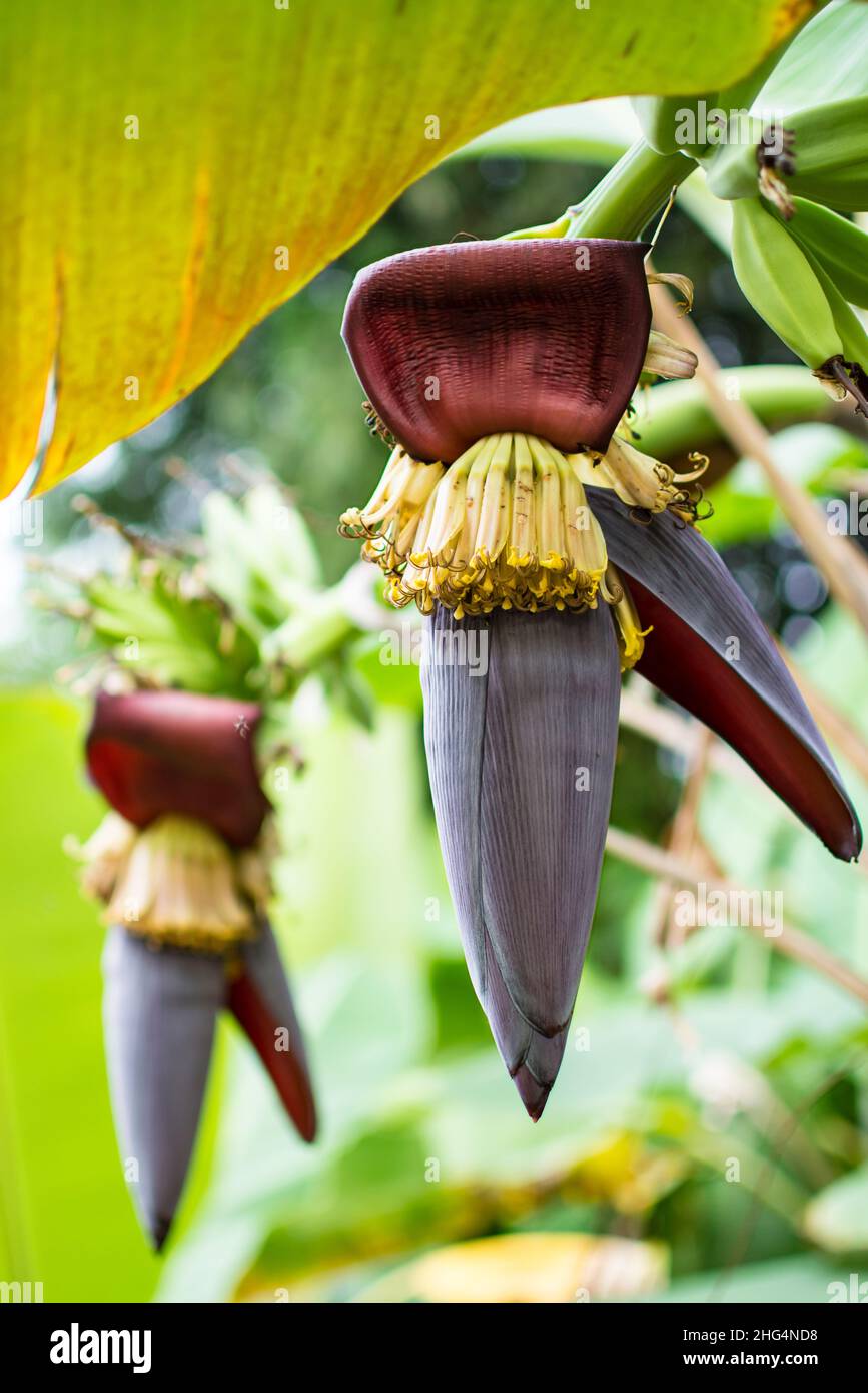 Flor de plátano en árbol bananero (Musa sapientum Linn). Son flores rojas y amarillas, la fruta cruda es verde. Ellos fueron plantados en el suelo, un tropión Foto de stock