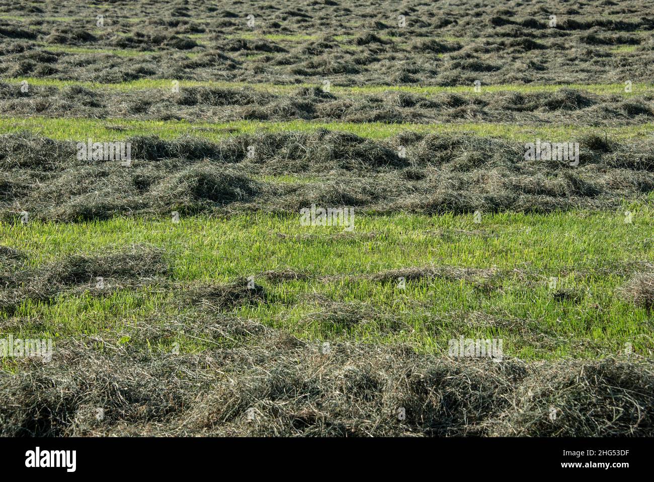 secado de hierba en hileras en un prado en un soleado día de verano Foto de stock