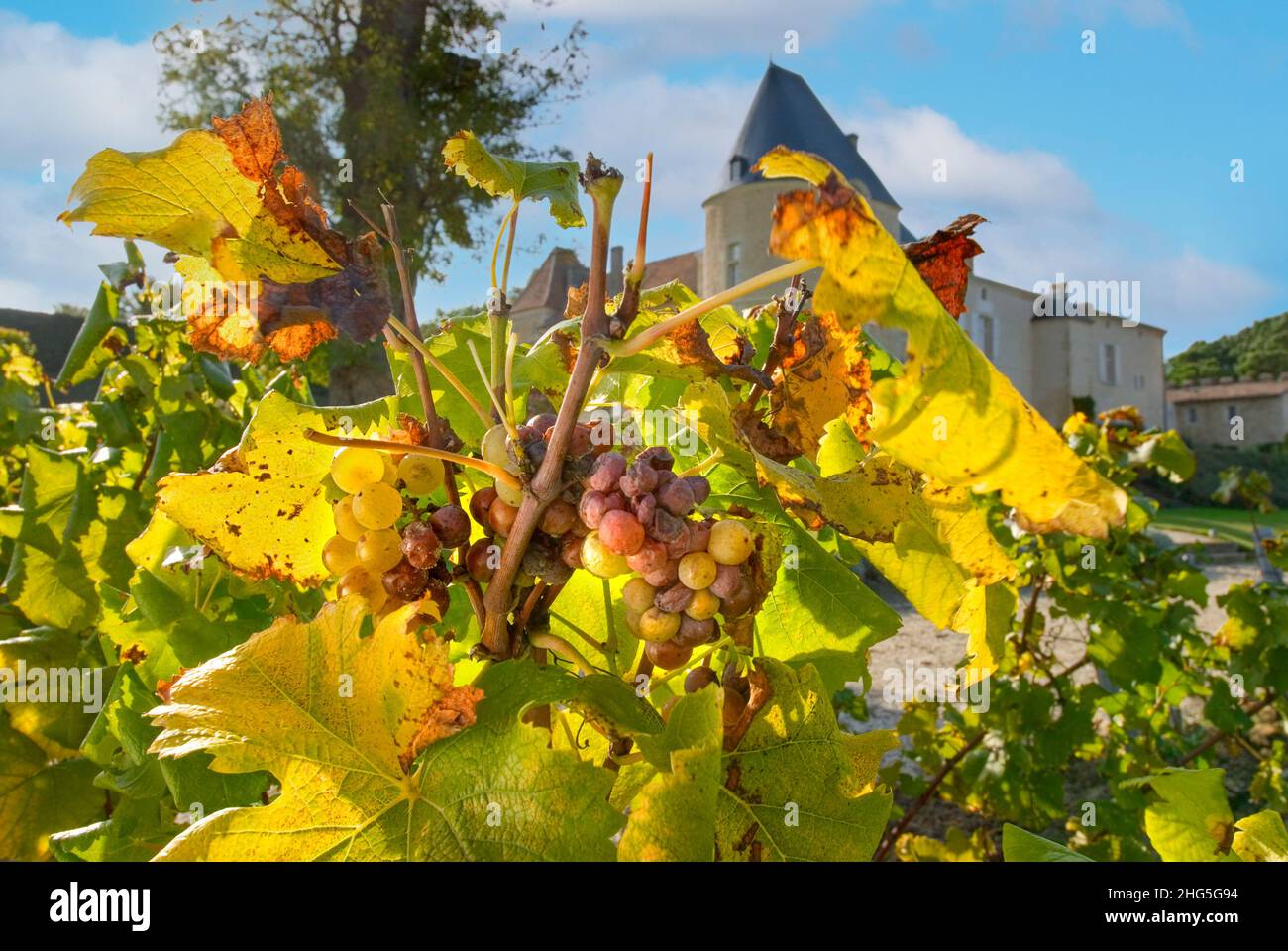 CHATEAU D’YQUEM controlado Botrytis noble putrefacción afectó uvas de semillón en la vid en Chateau d'Yquem Sauternes Gironde Francia Foto de stock