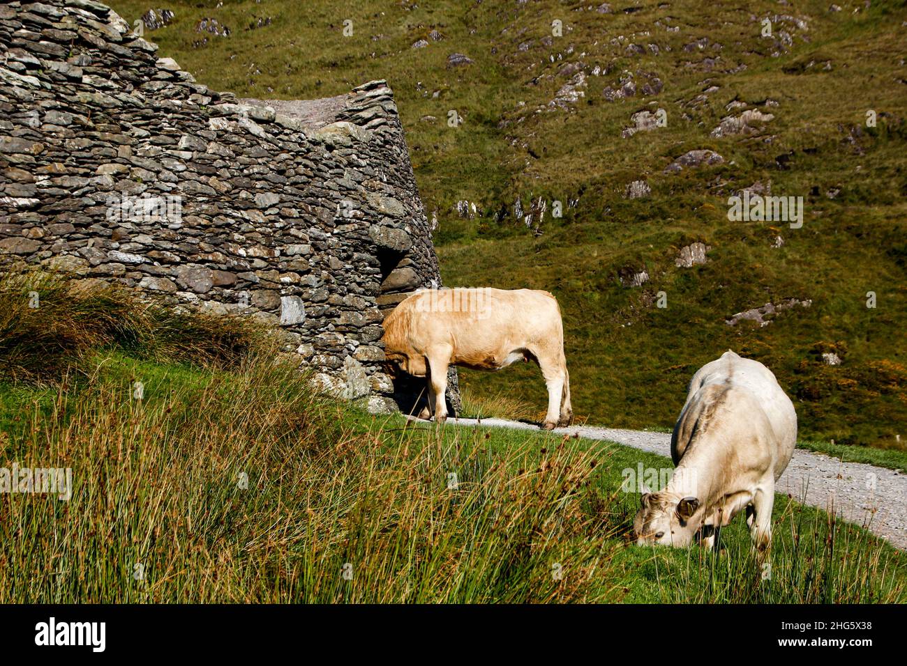 Vacas que pastan y miran hacia el fuerte de piedra de Staigue, cerca de Sneem, Ring of Kerry, Condado de Kerry, Irlanda Foto de stock