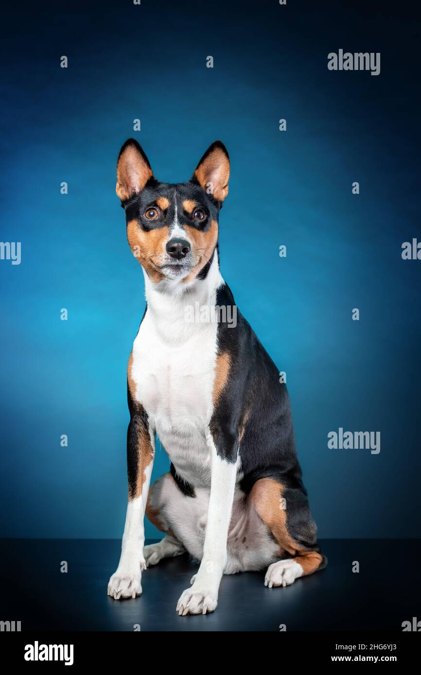 Perro tricolor fotografías e imágenes de alta resolución - Alamy