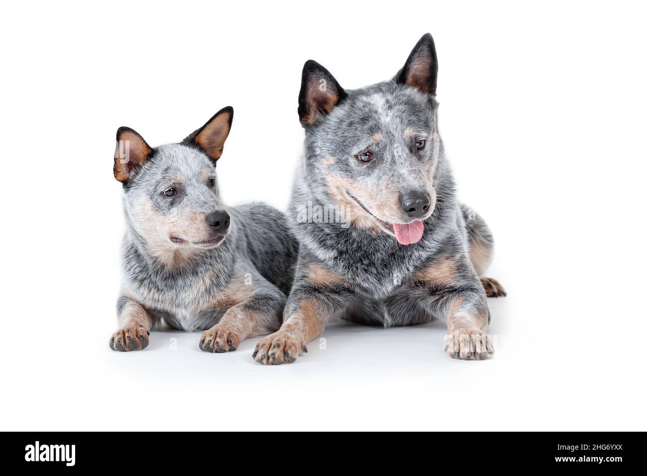 Dos perros azules heeler o australianos, adultos y cachorro, tumbados y  mirando hacia abajo aislados sobre fondo blanco Fotografía de stock - Alamy
