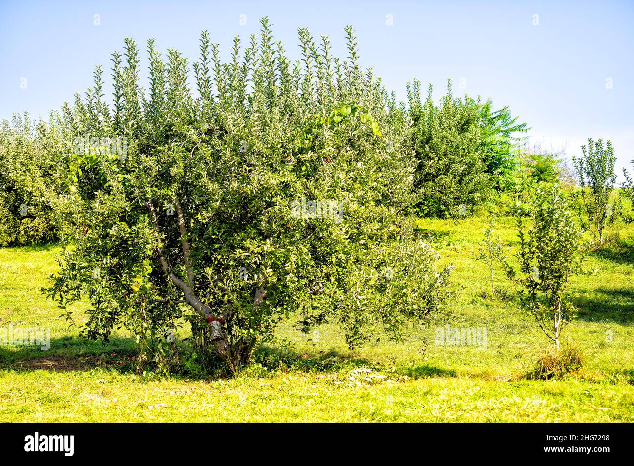 Huerto de manzana con gran árbol y frutos rojos colgando y caído en tierra  en el jardín en otoño o campo de verano granja en Virginia con el verde le  Fotografía de