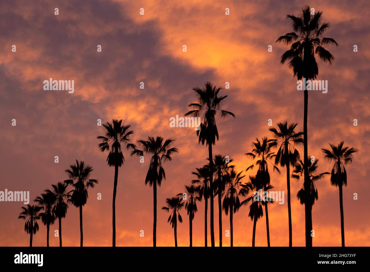 Silueta de una línea de altas palmeras contra una puesta de sol dorada y naranja en Los Ángeles, California Foto de stock