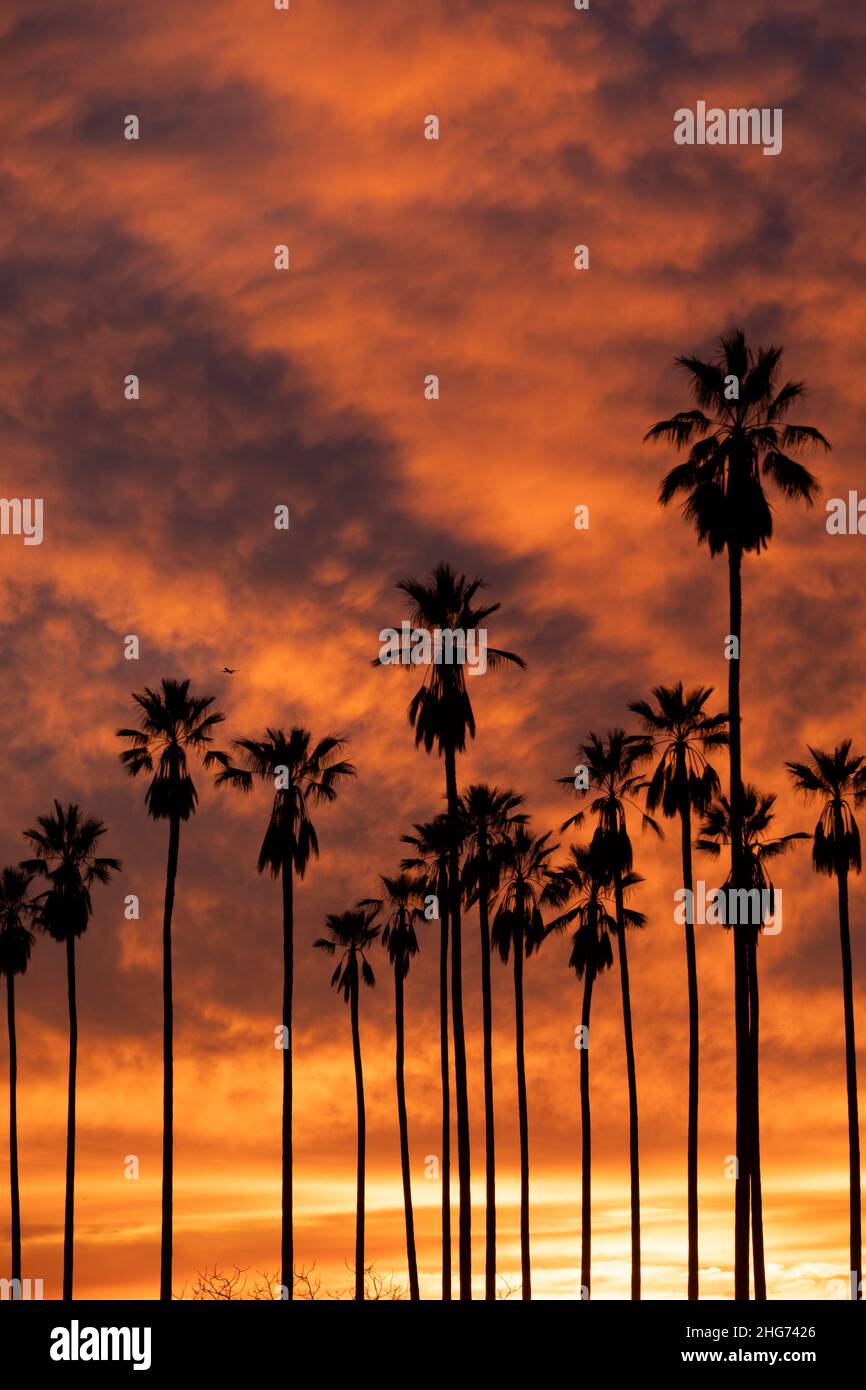 Silueta alta de palmeras contra una espectacular puesta de sol de California en Elysian Park Foto de stock