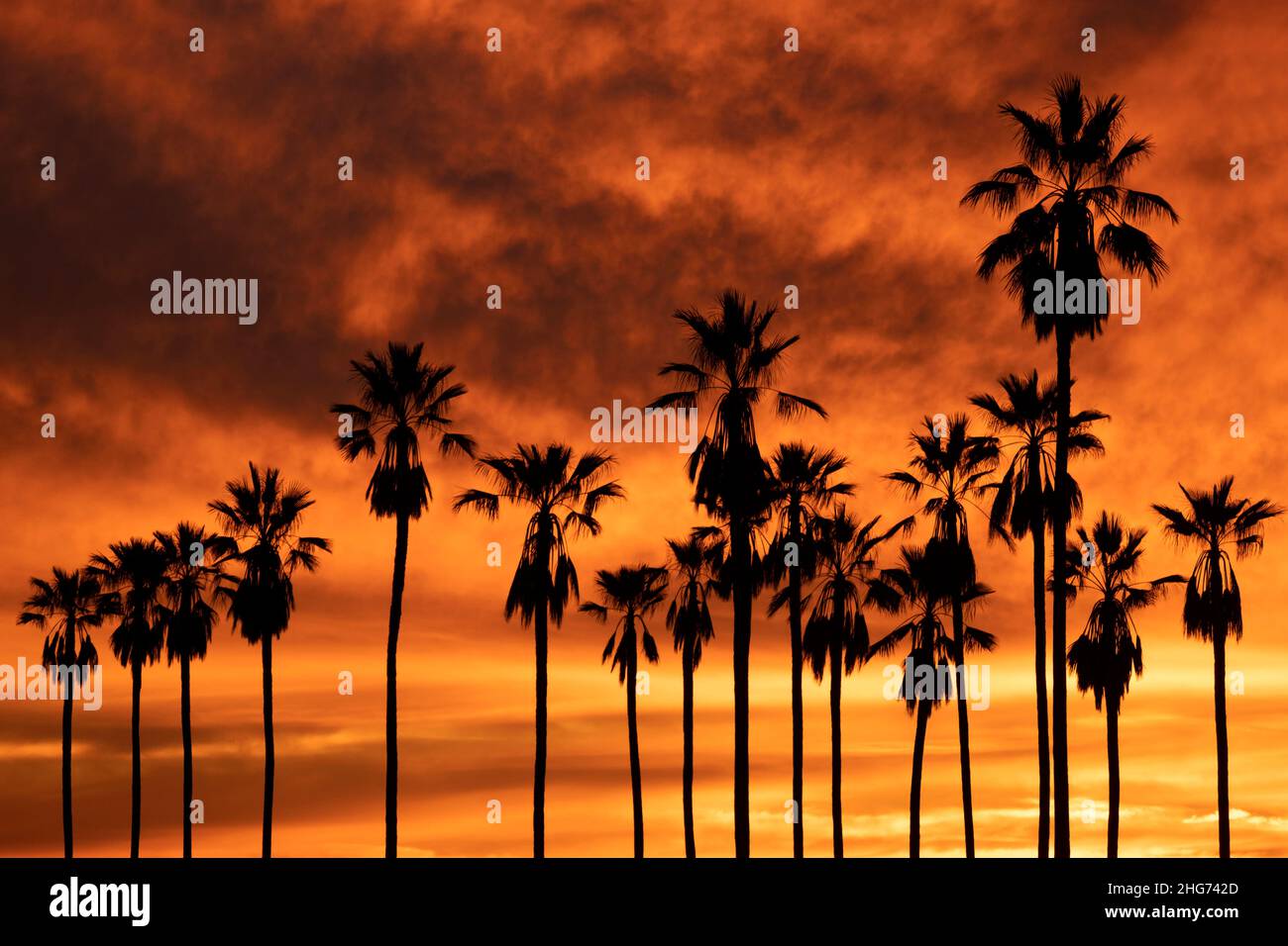 Silueta de una línea de altas palmeras contra una puesta de sol dorada y naranja en Los Ángeles, California Foto de stock