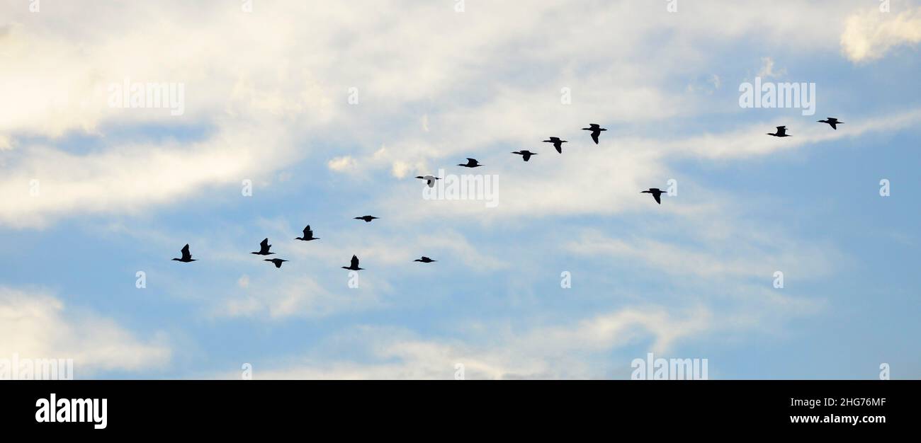 Patos volando sobre el estrecho del Bósforo en Estambul, Turquía. Foto de stock