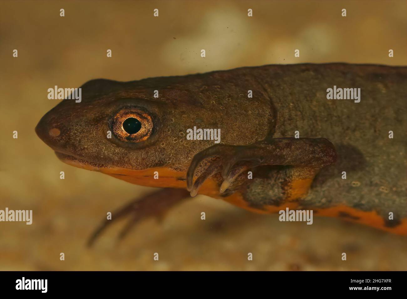 Primer plano sobre un macho acuático de la salamandra china en peligro crítico, Cynops fudingensis , bajo el agua Foto de stock