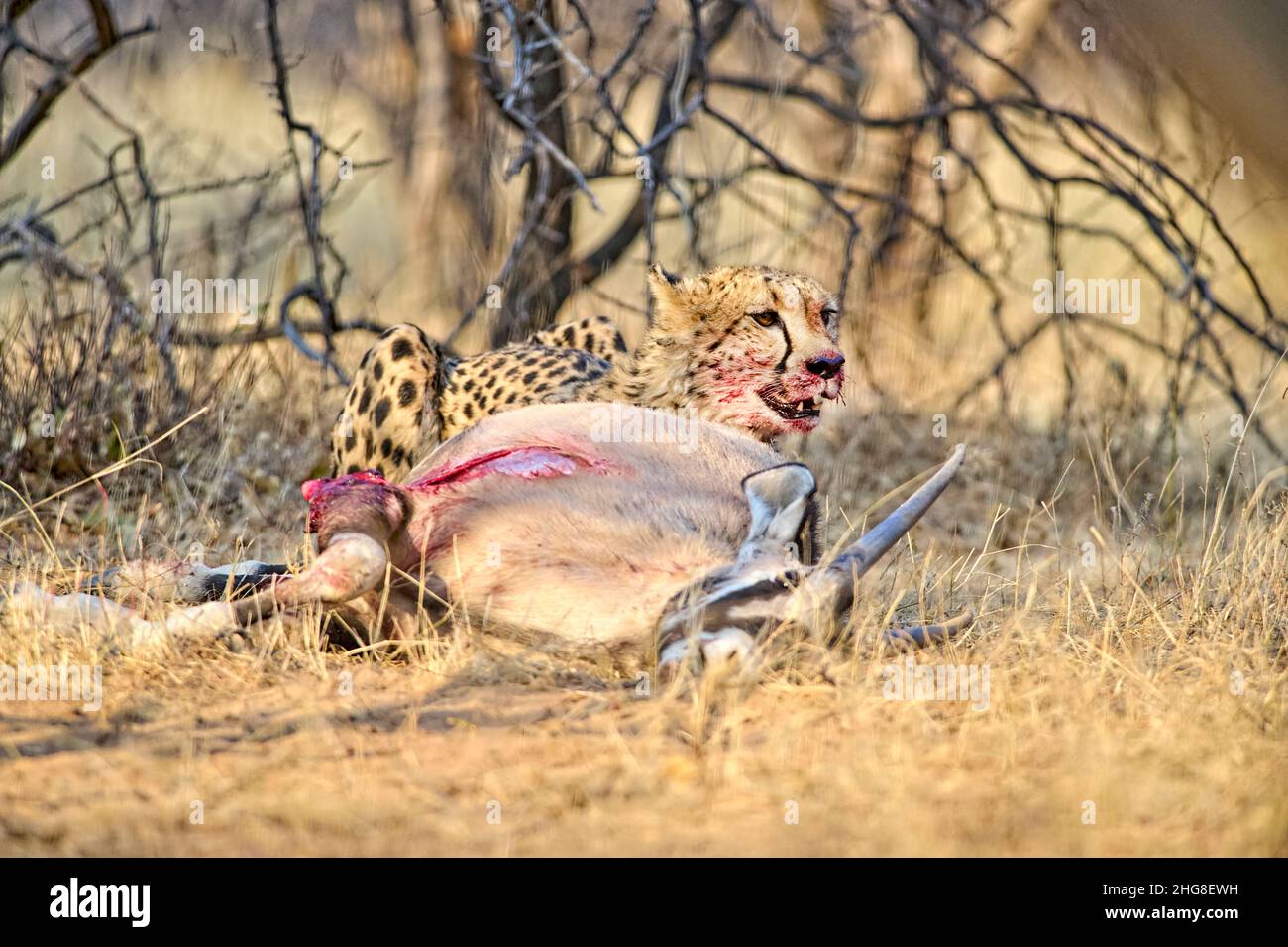 Namibia. Guepardos después de un asesinato en el Santuario de la Reserva Okonjima Foto de stock