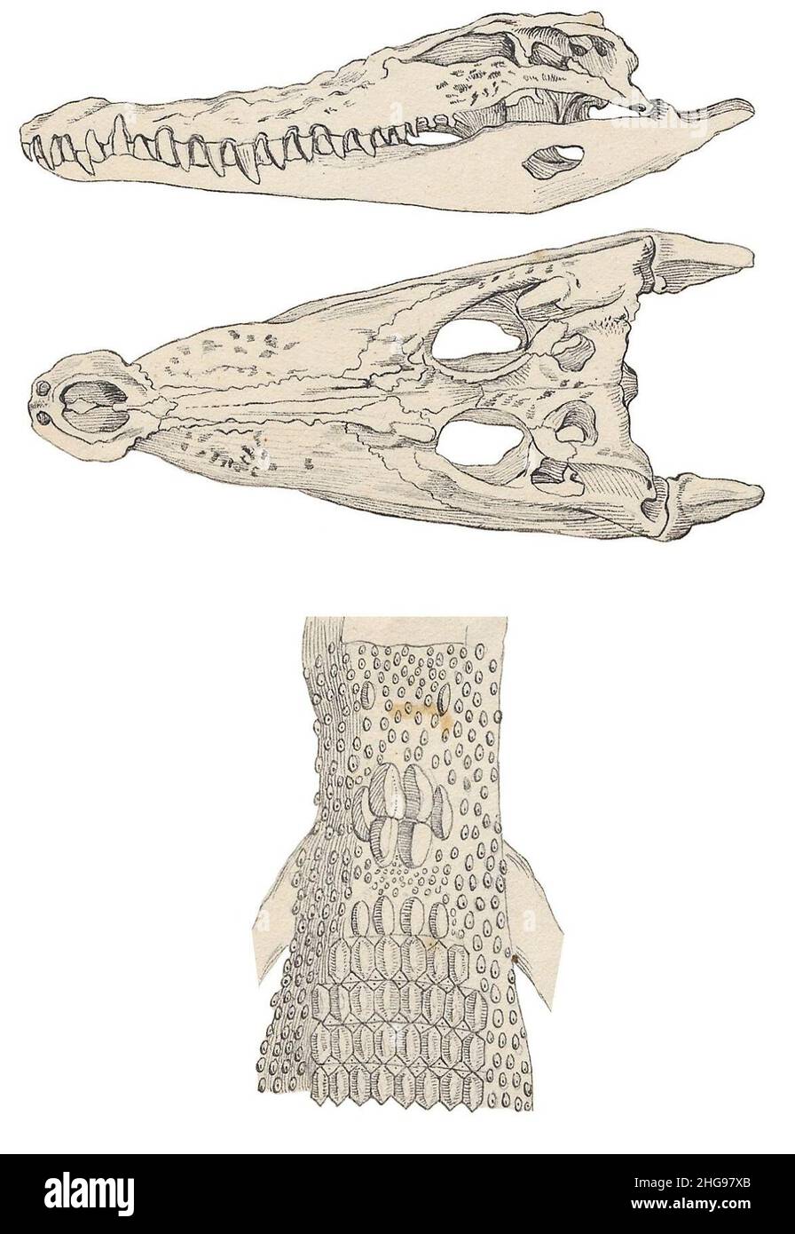 Cráneo & cutes - Crocodylus porosus. Foto de stock