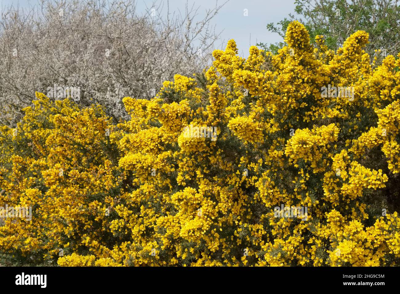 Ulex europaeus,Gorse común y Prunus spinosa, Blackthorn  Norfolk Reino Unido Foto de stock