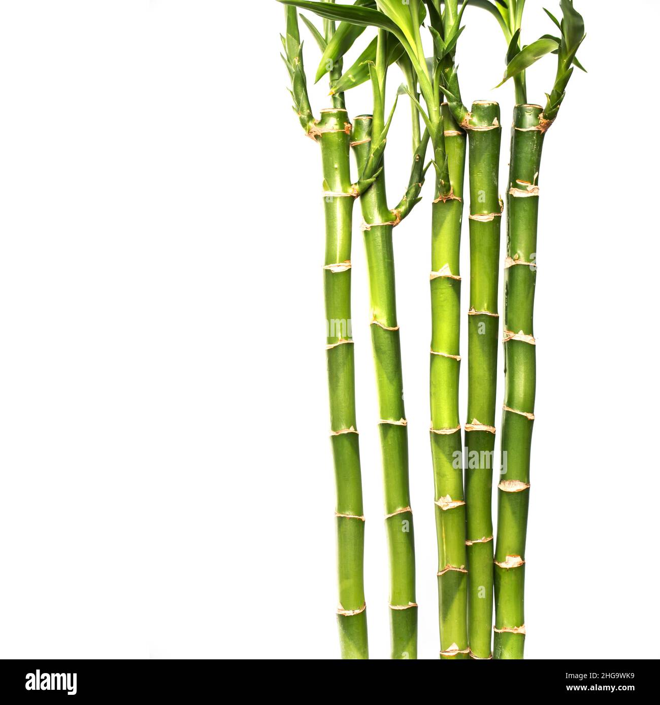 Bambúes afortunados aislados sobre fondo blanco con espacio de copia Foto de stock
