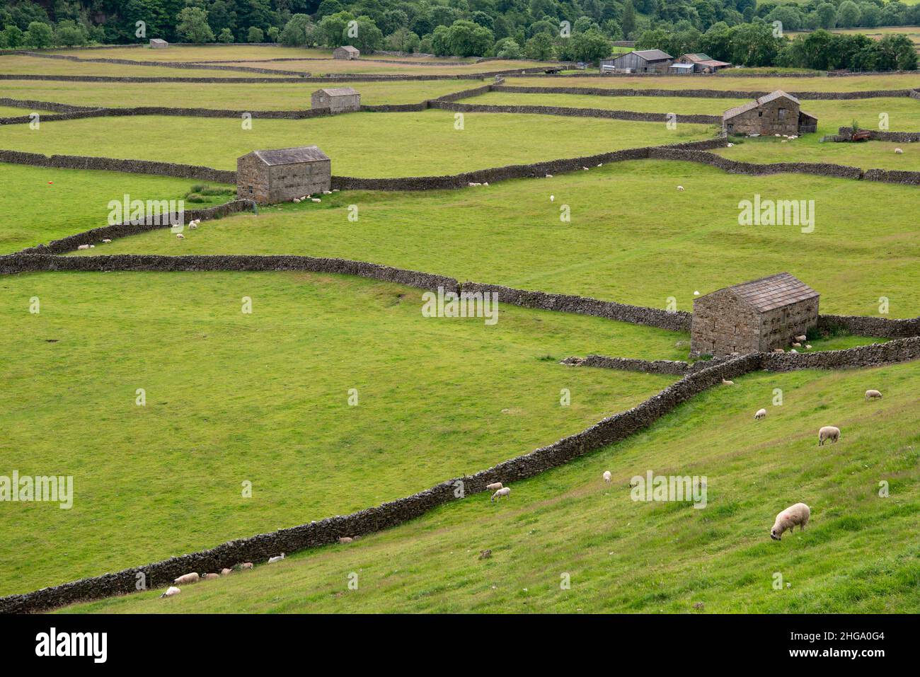 Paredes de piedra seca, graneros de piedra y campos verdes en Yorkshire Dales, Inglaterra, Reino Unido Foto de stock