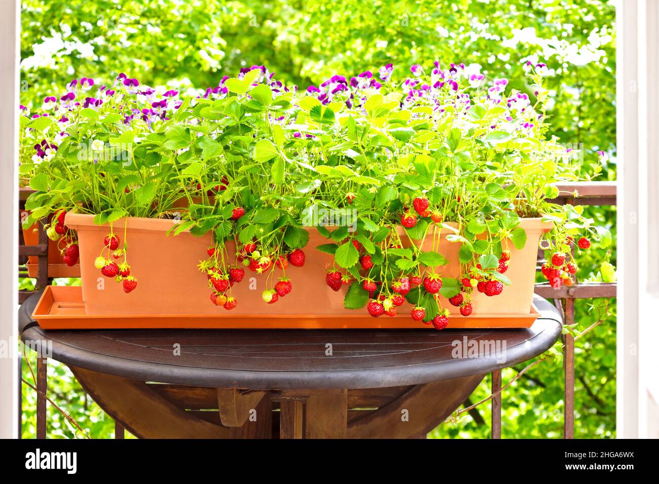 Un montón de fresas rojas maduras en una caja plantadora en una mesa de balcón, pansies en el fondo, apartamento o contenedor de jardinería concepto. Foto de stock