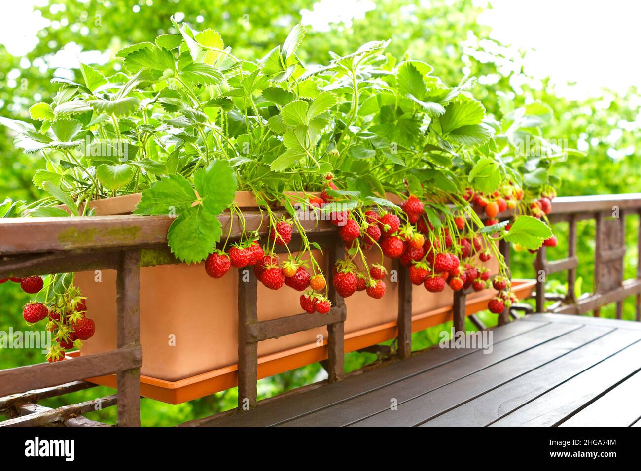 Plantas de fresa con un montón de fresas rojas maduras en un balcón plantador de barandilla, apartamento o concepto de jardinería urbana. Foto de stock