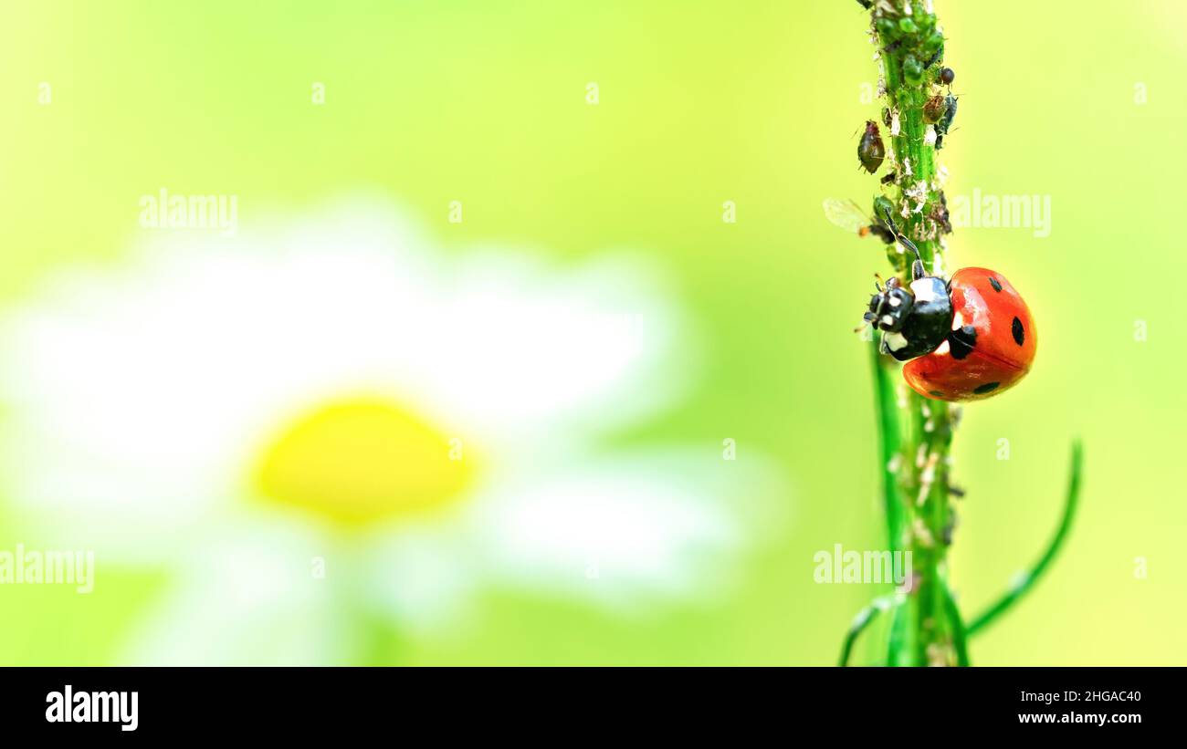 Ladybug comiendo áfidos en una fotografía macro de margarita. Métodos biológicos de control de plagas en el jardín. El escarabajo depredador come insectos dañinos del áfido Foto de stock