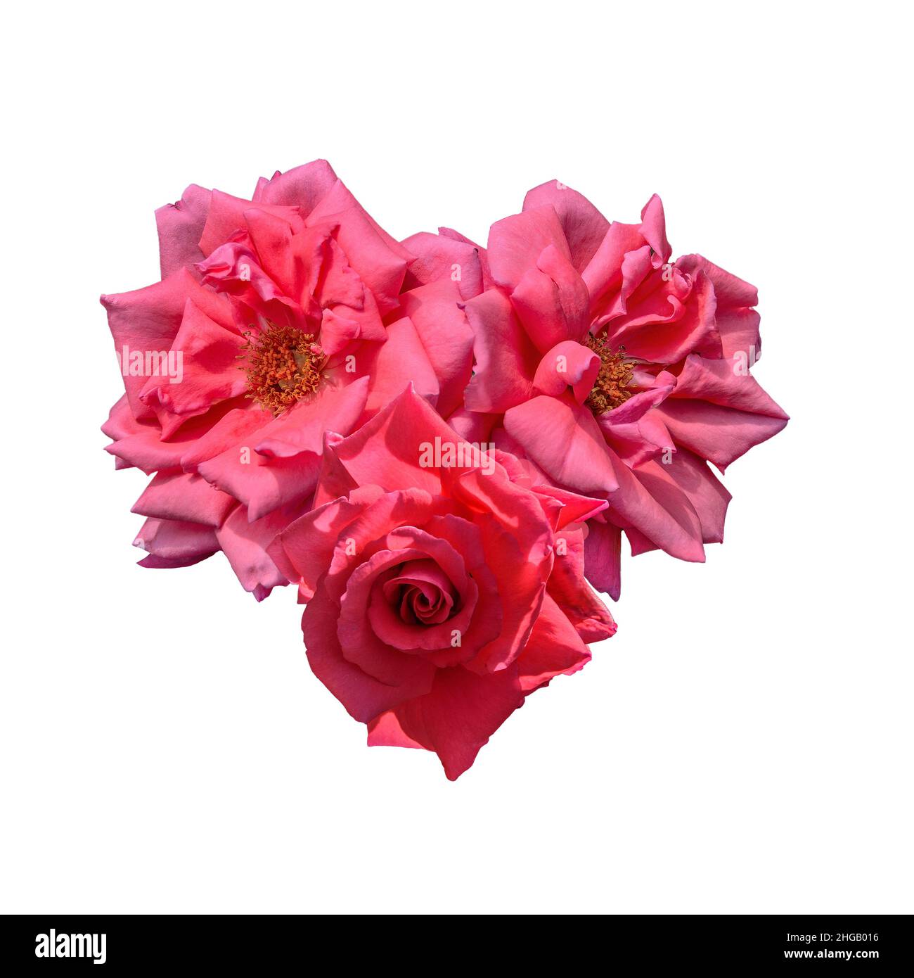 Tres flores rosas rojas brillantes bouquet en forma de corazón aislado sobre fondo blanco. Elegante símbolo floral festivo para el día de San Valentín. Romántico Foto de stock
