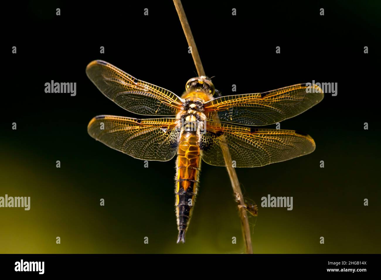 Una libélula de cuatro puntos (libellula quadrimaculata) en rama Foto de stock