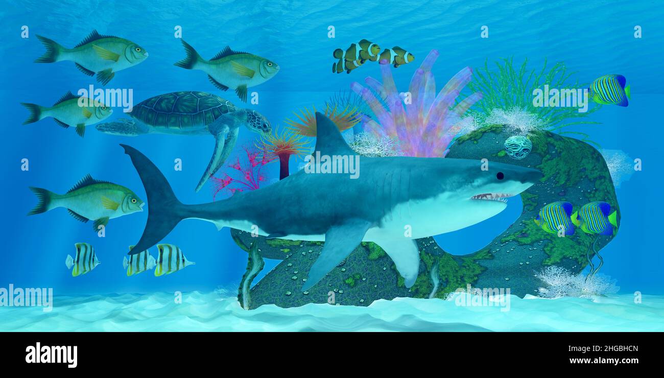 Un gran tiburón blanco pasa por muchos peces tropicales y tortugas marinas verdes nadando alrededor de un arrecife oceánico. Foto de stock