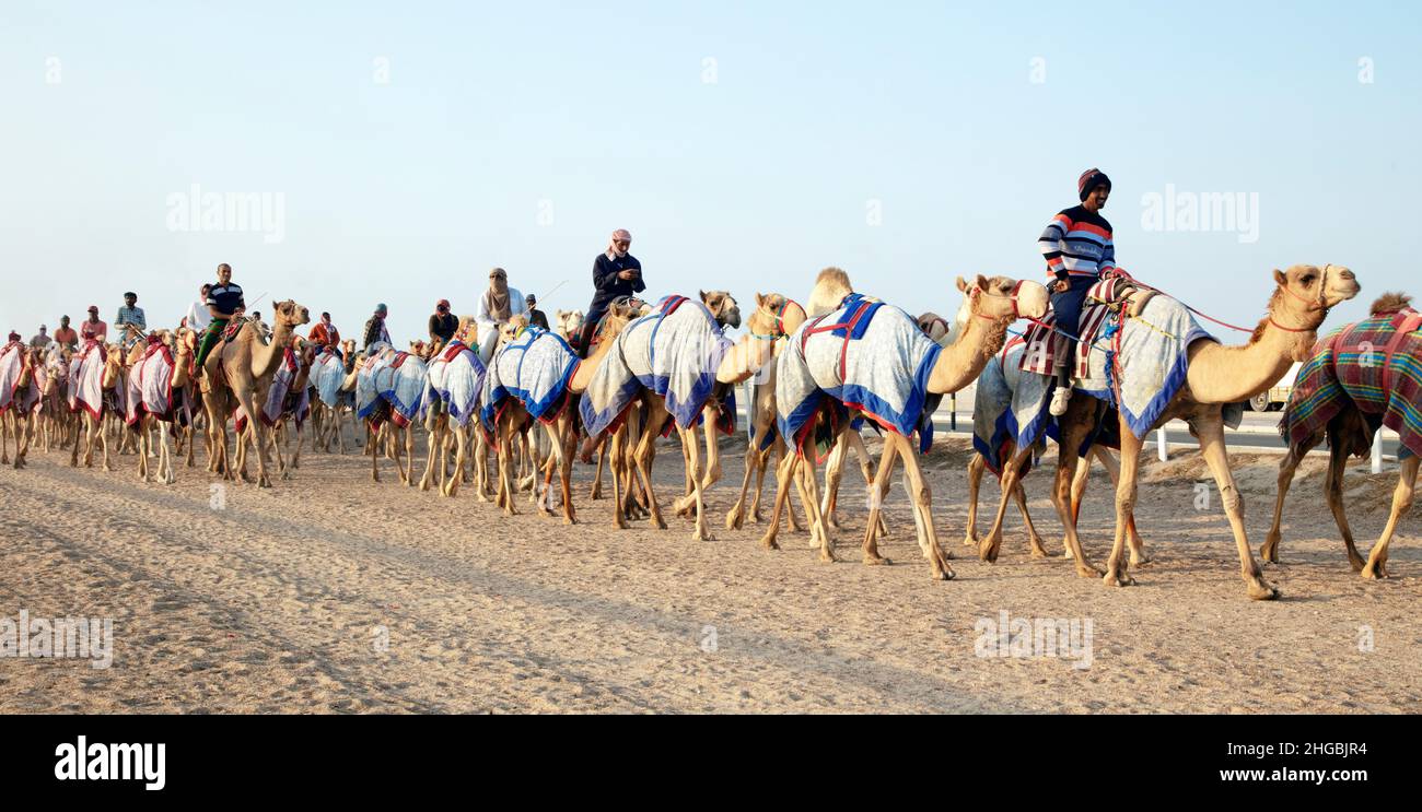 Camellos Arábigos en Camel Racing Training Track - Shahanya Doha - QATAR Foto de stock