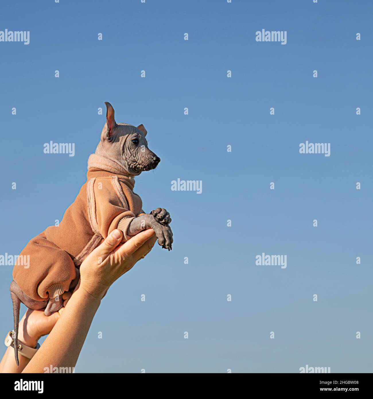 Perro en ropa fotografías e imágenes de alta resolución - Alamy