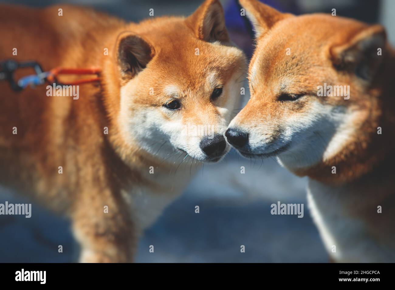 Shiba inu perro japonés, hermoso retrato de dos adultos criados rojos siba inu  perro perrito retrato, dos perros jugando y sniffing unos a otros  Fotografía de stock - Alamy