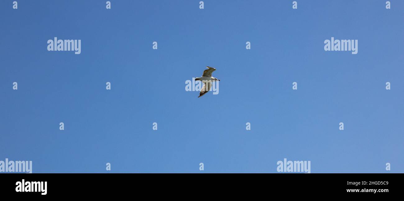 gaviota volando alrededor Foto de stock