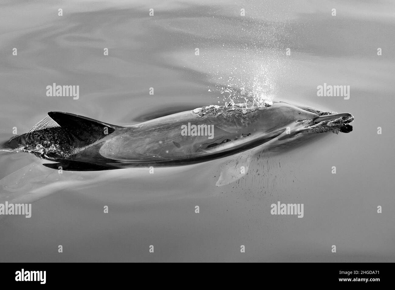Una imagen en blanco y negro de un delfín común adulto que surfía para respirar agua muy tranquila junto a un barco de investigación en Gairloch, Escocia Foto de stock