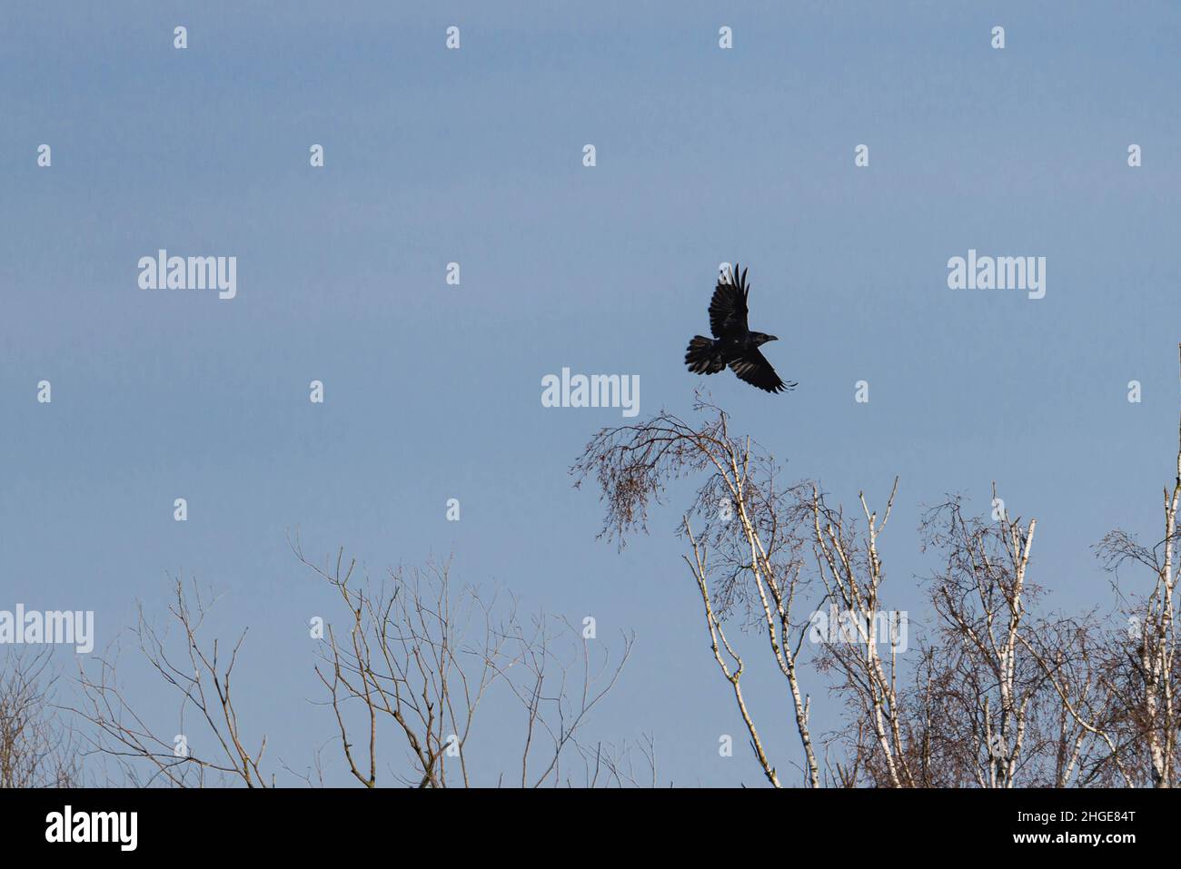 Cielos azules sin nubes. Es invierno, las ramas de los árboles están desprovistas de hojas. Se puede ver un cuervo volando sobre las copas de los árboles. Foto de stock
