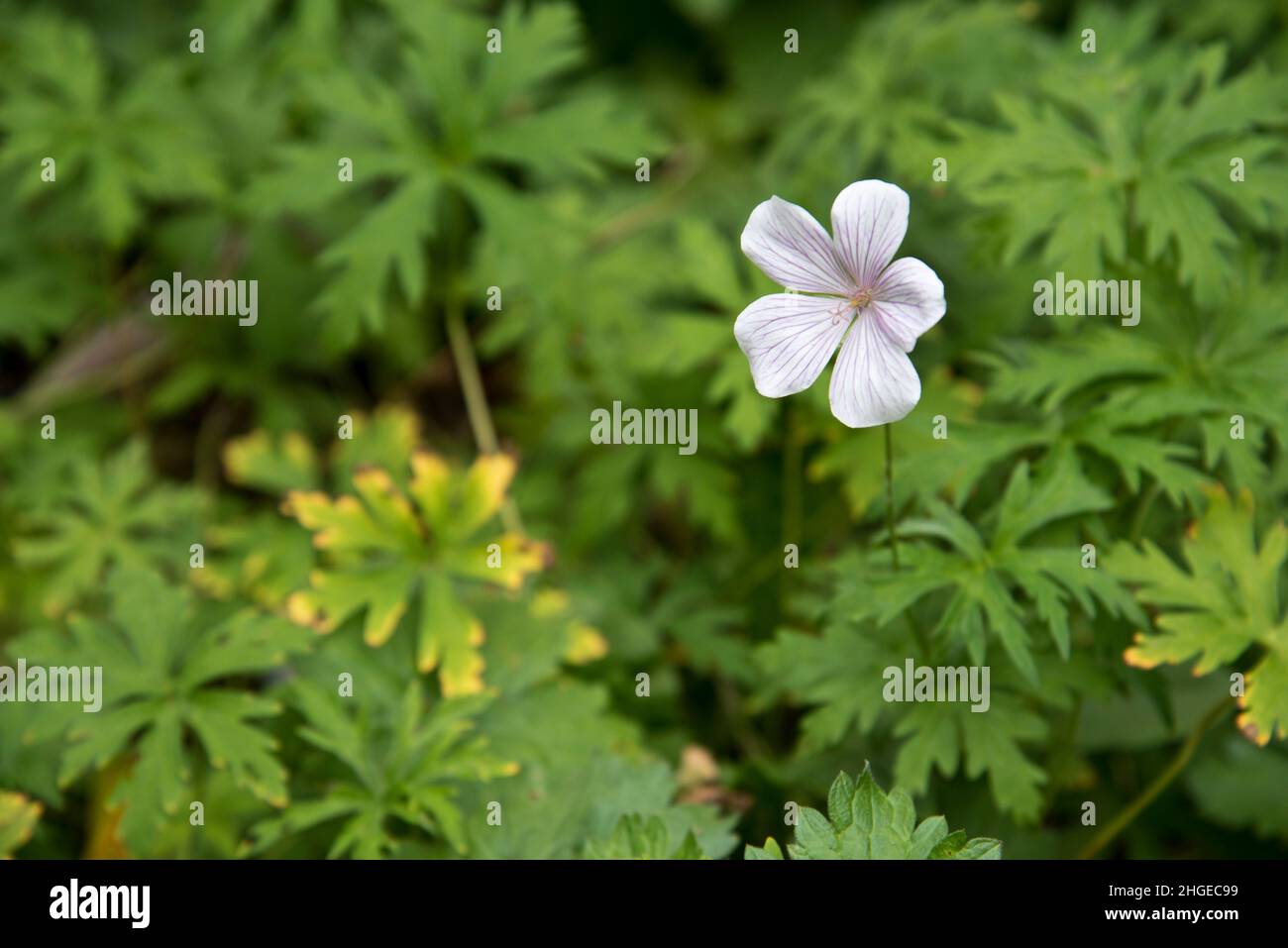 Geranium clarkei 'Blanco' de Cachemira Foto de stock