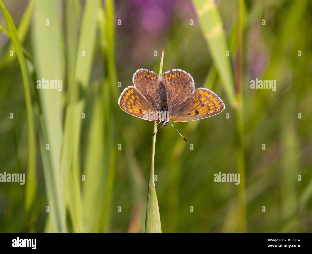 Macro de una mariposa hembra de cobre sooty (lycaena tityrus) sentada en el césped con fondo bokeh borroso; protección ambiental libre de pesticidas Foto de stock