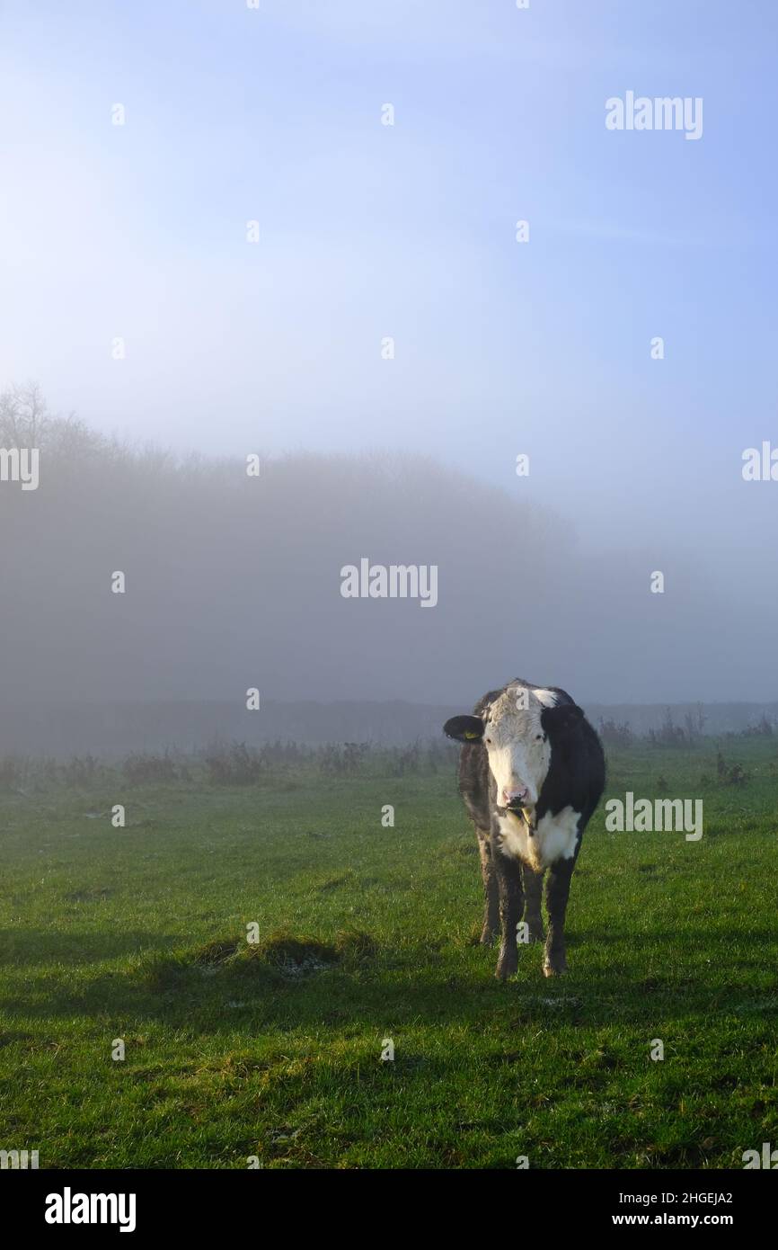 Una sola vaca friesiana negra y blanca de pie en un campo en tierra de granja. La vaca es parte de una manada puesta a pastar en la hierba. Foto de stock