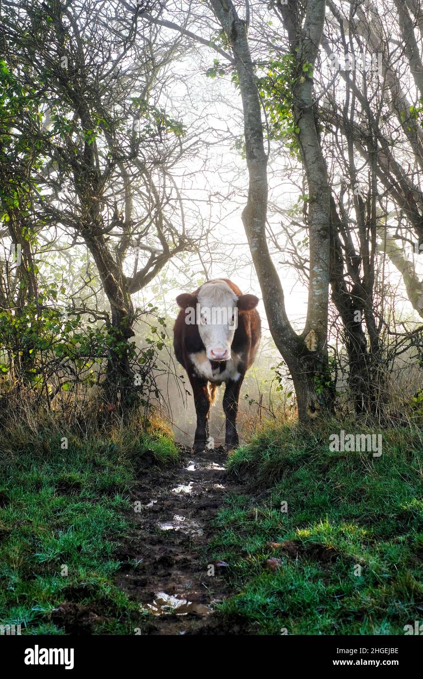 Una sola vaca frisona marrón y blanca de pie en un campo en la tierra de la granja. La vaca es parte de una manada puesta a pastar en la hierba. Foto de stock
