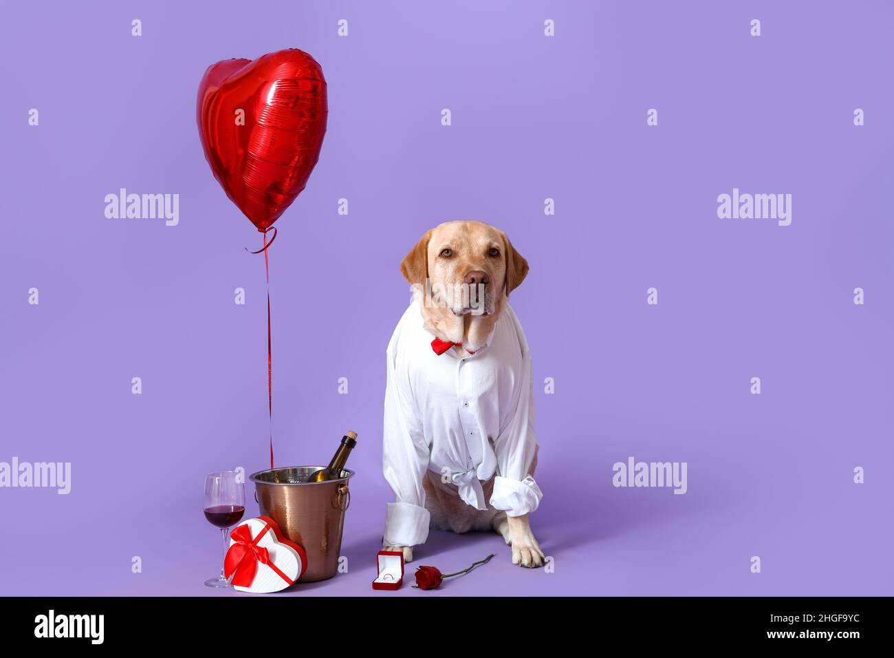 Lindo perro labrador en camisa con globo, regalo y botella de vino sentado  sobre fondo rojo. Celebración del día de San Valentín Fotografía de stock -  Alamy